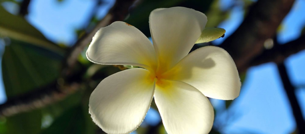 Plumeria blossom